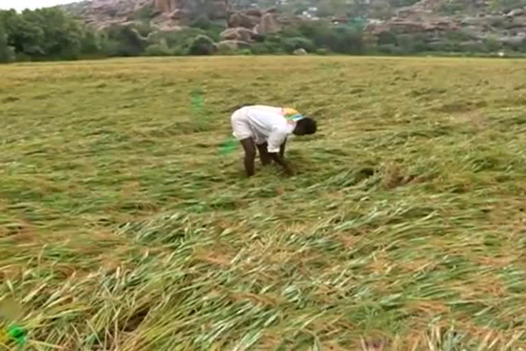 tenant-farmers-crop-relief-problem