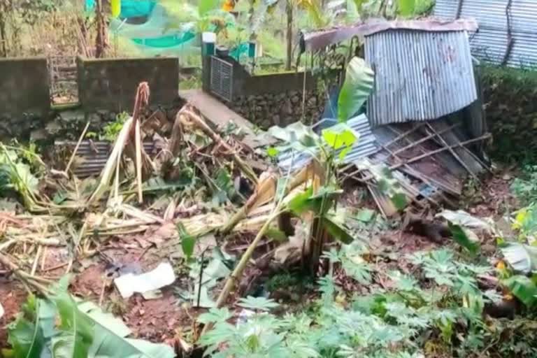 Elephant Attack On Crops at pathanamthitta  ജീവിതം വഴിമുട്ടി കര്‍ഷകര്‍  പത്തനംതിട്ടയില്‍ കൃഷിനാശം വിതച്ച്‌ ആന