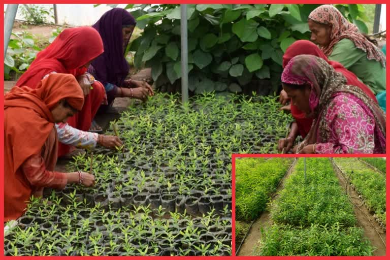 sandalwood plantation in himachal