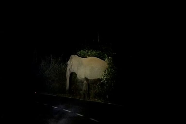 Wild elephant roaming freely