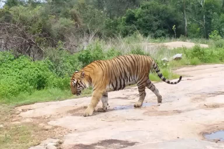 تلنگانہ کے ضلع ورنگل میں شیرکا خوف