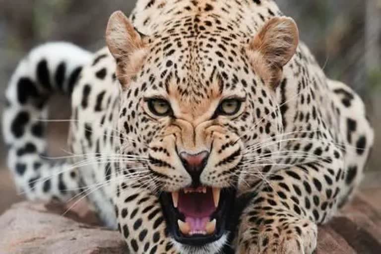 Panther found dead in Chittorgarh