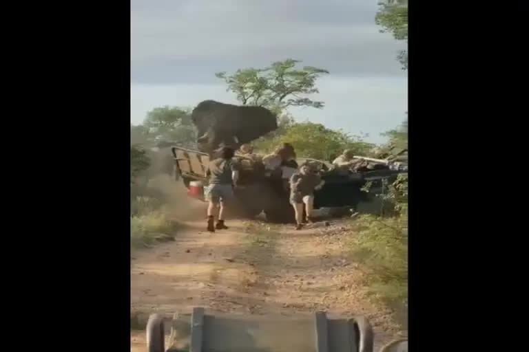 Angry Elephant attacks tourist safari