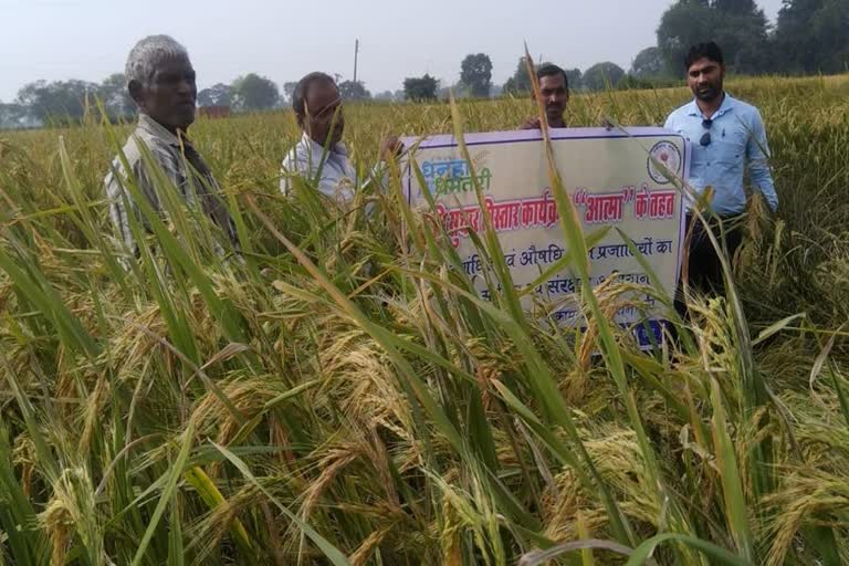 Now the fragrance of Chhattisgarh rice will spread abroad