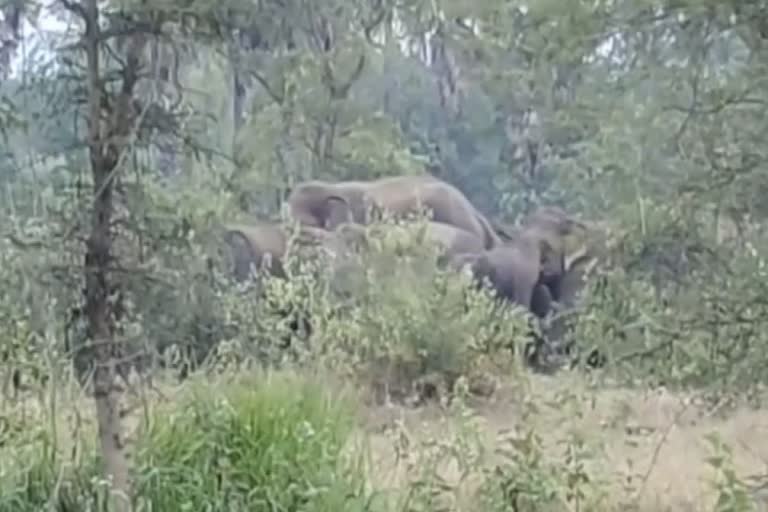 people are Scared after elephants near the village of Angul forest range