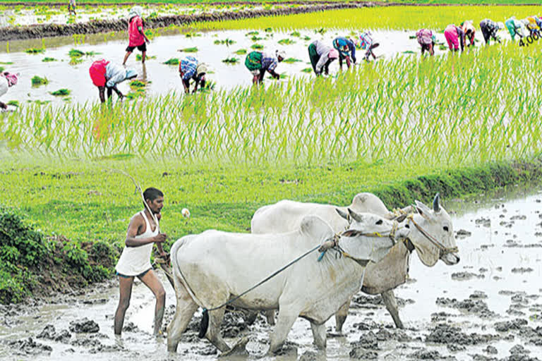 Parboiled rice mills in crisis