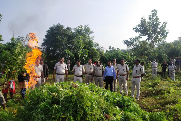 Ganja Cultivation: ୨୮ କୋଟିରୁ ଊର୍ଦ୍ଧ୍ବ ଗଞ୍ଜେଇ ଚାଷ ନଷ୍ଟ