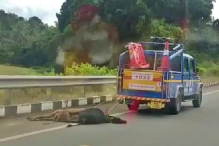 Dead Cow Dragged on Street