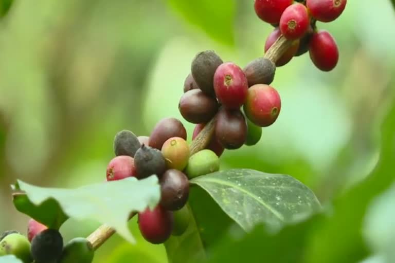 Arabica Parchment Coffee price increase