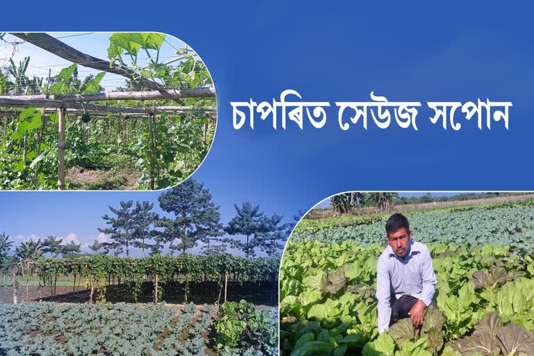 Ravi cultivation in the bank of Ronganadi river by four local youth
