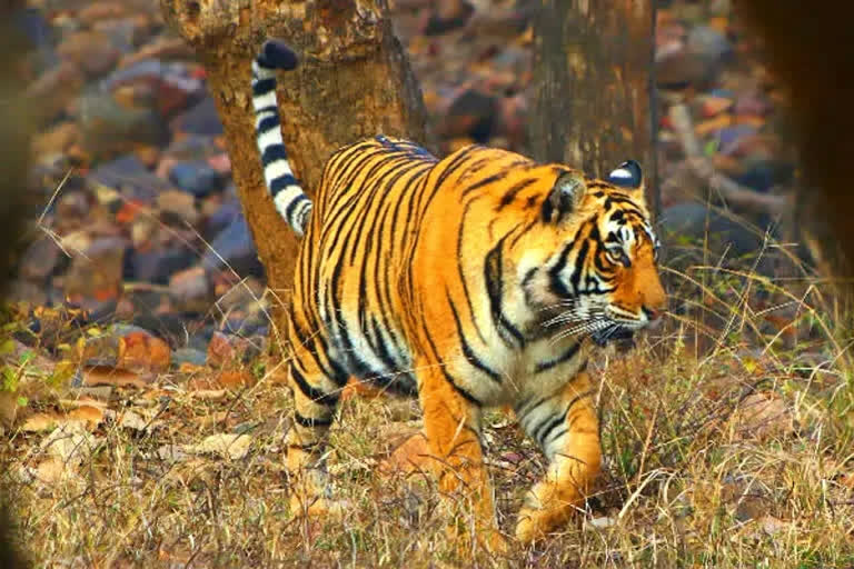 Tiger Wandering