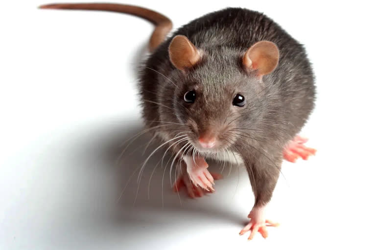 Rats biting students at Daulatabad Gurukul school, rangareddy district