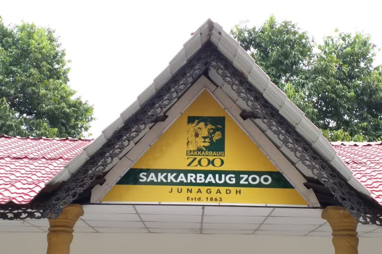 Sakkarbagh Zoo: સક્કરબાગ પ્રાણી સંગ્રહાલયમાં માદા વરુએ આપ્યો વધુ 6 બચ્ચાને જન્મ