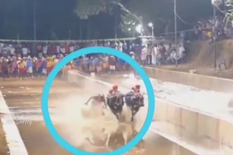 hokkadigoli-veera-vikrama-jodukere-kambala-video