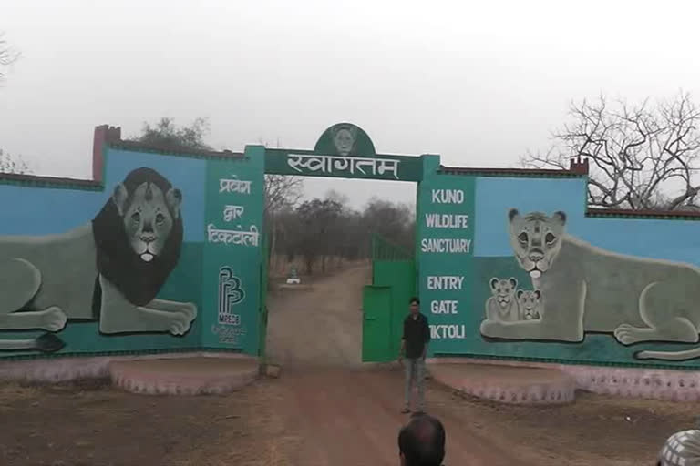 ramthambore tigers search in sheopur