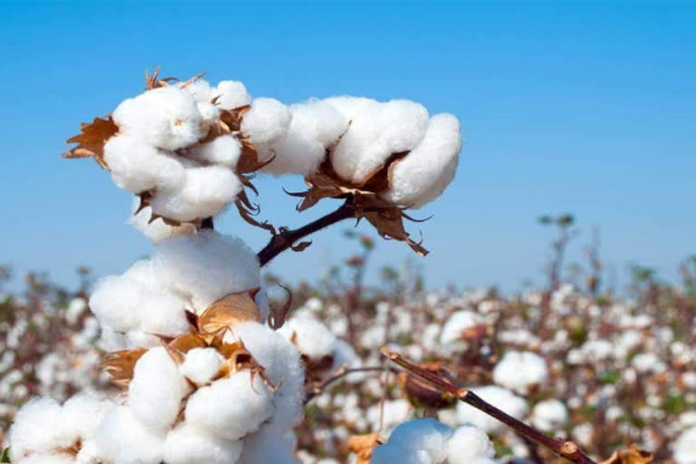 decrease cotton prices