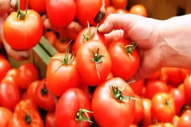 tomato price hike in south india