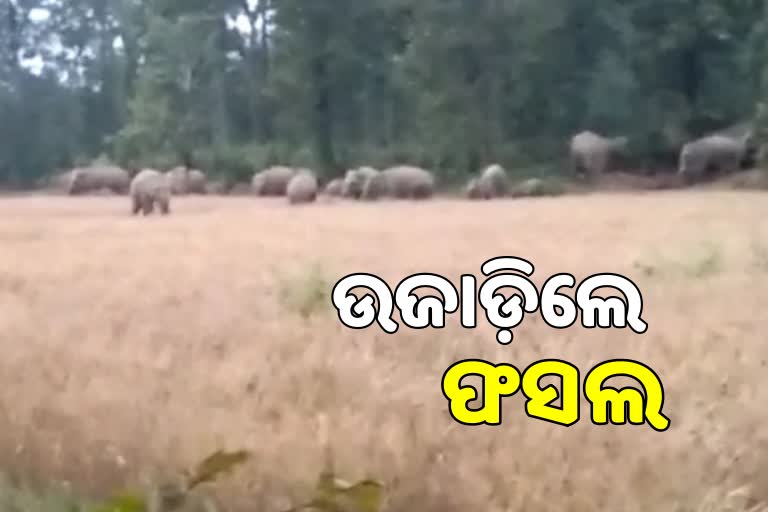 Elephant Terror: ଠାକୁରମୁଣ୍ଡା ରେଞ୍ଜରେ ପଶିଲେ ୨୬ ଟିକିଆ ହାତୀପଲ, ଭାଙ୍ଗିଲେ ଘର