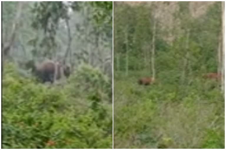 elephants group