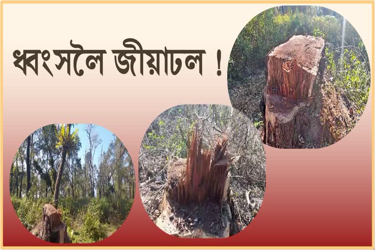 Jiadhal Reserve Forest Destruction