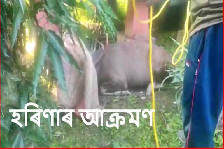 one-person-dead-by-deer-attack-at-salbari-baksa