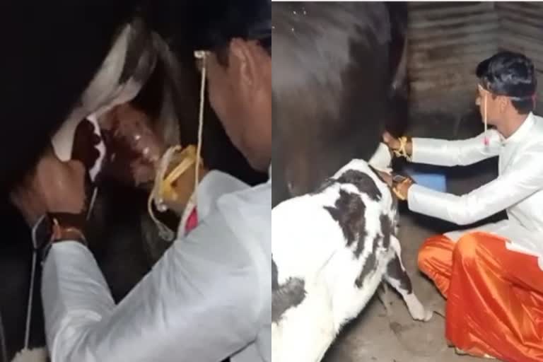 Bride groom entered his home with his bride after milking the cow in yeola