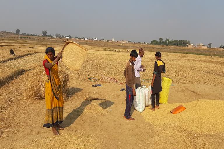 Government preparing to buy paddy