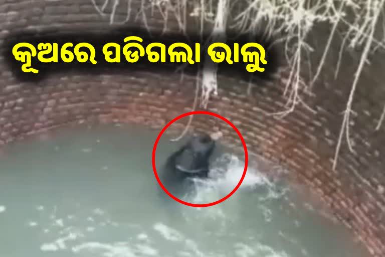 Bear fell down in well