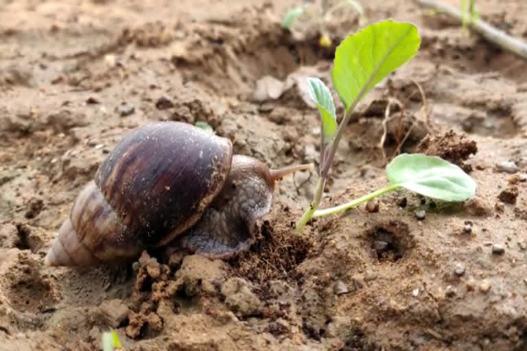 African snails problem in Doddaballapura