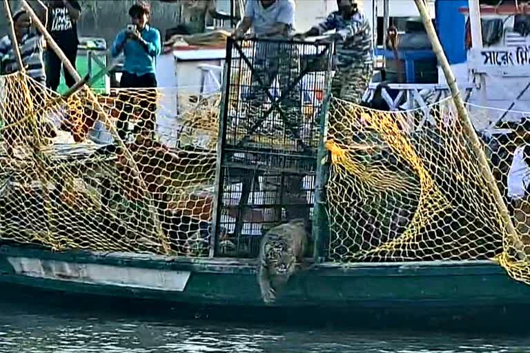 Tiger Released At Kultali