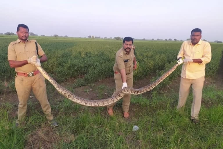 పసురపాడులో కొండచిలువ