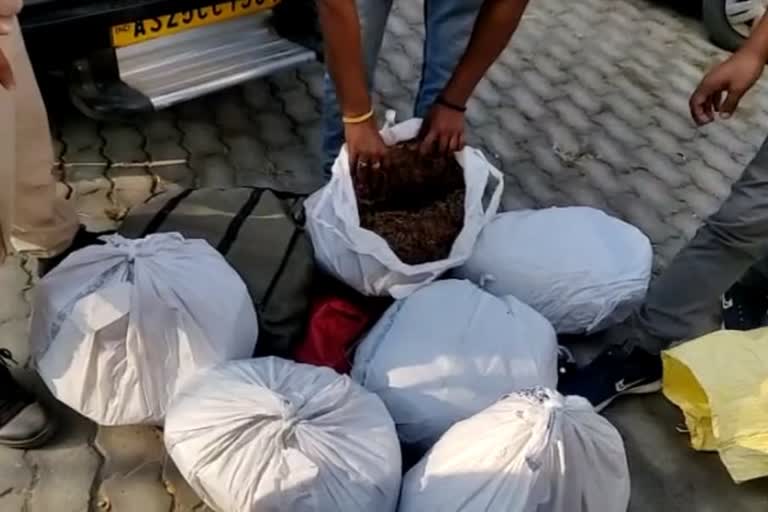 ganja seized at tamulpur