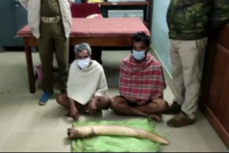 Elephant Tusk Seized Case: ମାମଲାରେ ସମ୍ପୃକ୍ତ 2 ଗିରଫ