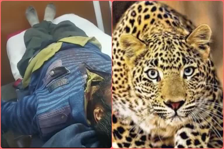 leopard attack in solan