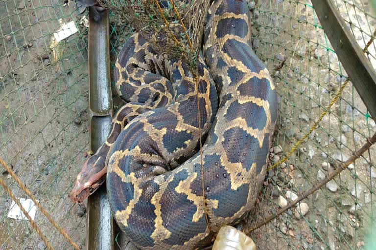 മീൻ കൂടയിൽ പെരുമ്പാമ്പ്  Python trapped in fish net in kottayam  കൊല്ലാട് കളത്തിൽ കടവിൽ പെരുമ്പാമ്പ്  Python trapped in kottayam