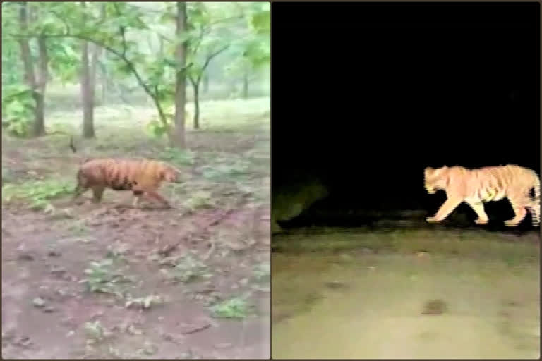 Tiger in bhupalpally forest