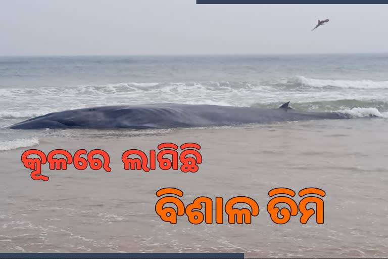 ବେଳାଭୂମିରେ ଲାଗିଛି 42 ଫୁଟର ତିମି, ବନ ବିଭାଗର ଦେଖାନାହିଁ