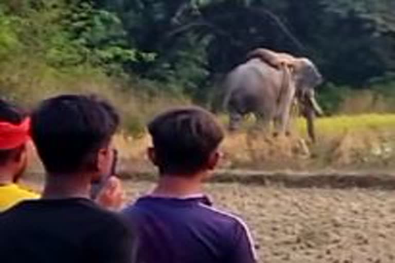 Death of Mahout in Saran