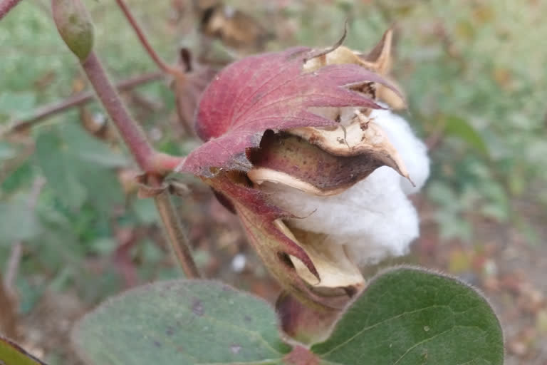 lalya disease on cotton