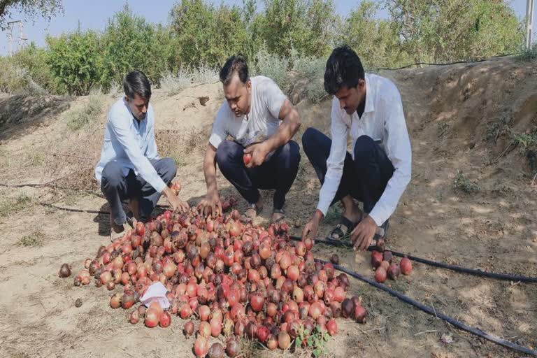 Double loss to Banaskantha farmers: દેશવિદેશમાં મોકલાતા દાડમમાં સડો થવાથી અને કમોસમી વરસાદના કારણે ખેડૂતોને નુકસાન