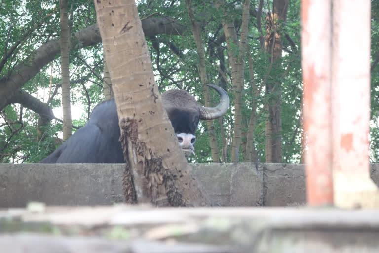 bison in Kolhapur