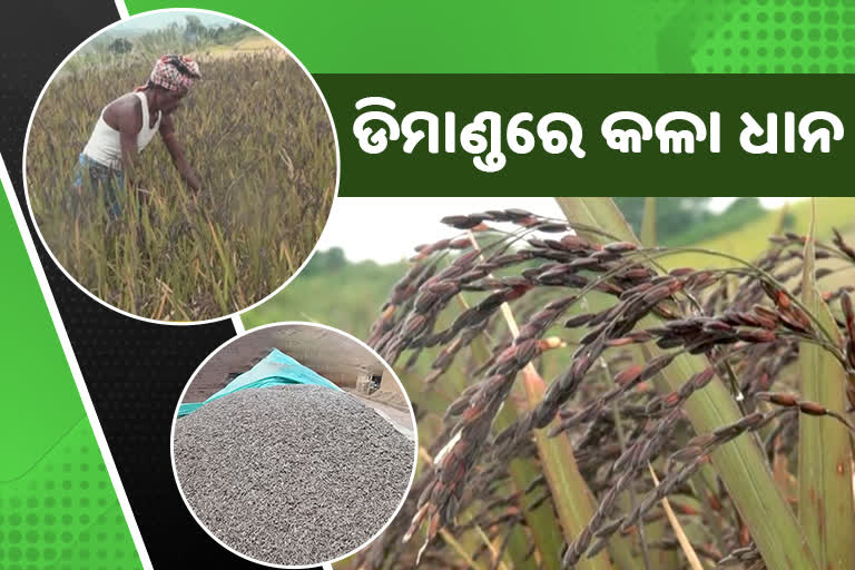 Black Rice farming in Koraput