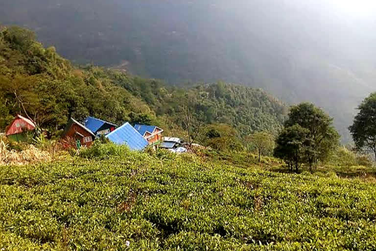 Kalej valley tea garden reopens after a two years break