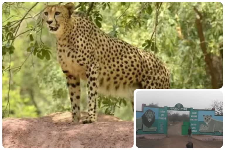 African Cheetah arrival in Kuno