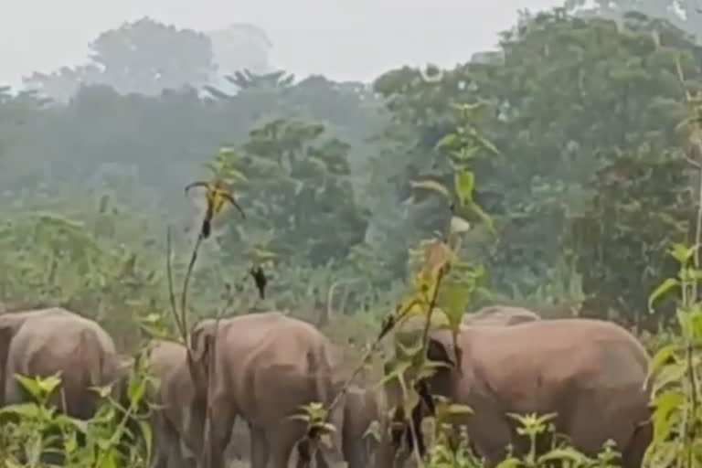 Elephant Fear: ଠାକୁରମୁଣ୍ଡା ରେଞ୍ଜରେ ଥମୁ ନାହିଁ ହାତୀ ଆତଙ୍କ