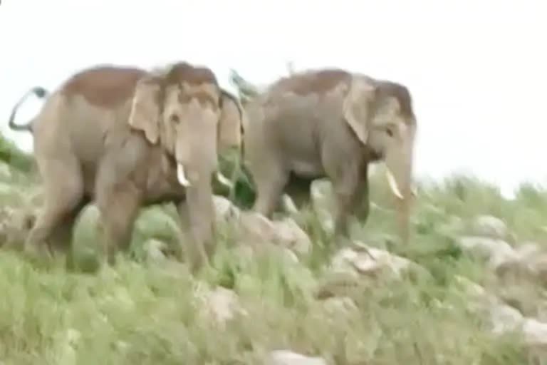 terror of elephants