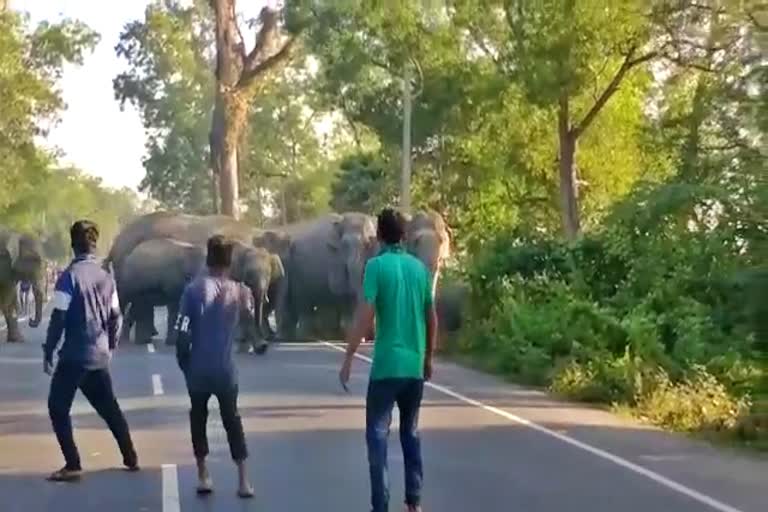 elephant menace at golaghat