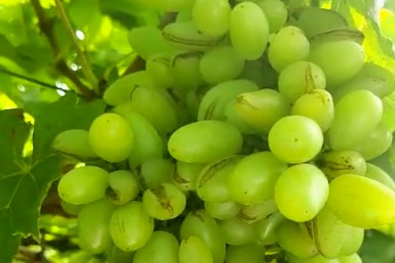 grapes loss in kolhapur