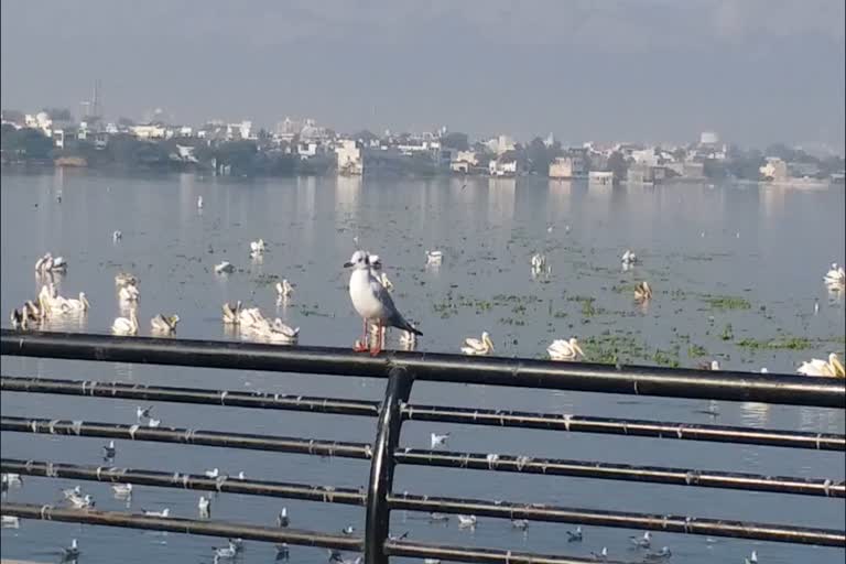 53 species of birds in anasagar lake