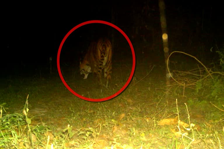 Tiger found in Buxa